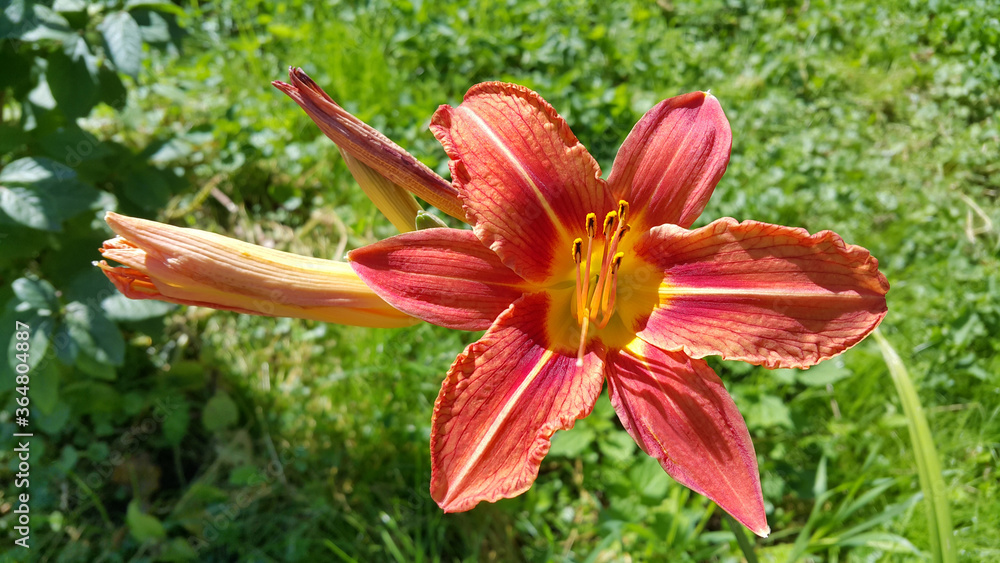 Beautiful bright Orange day-lily on a summer garden Beautiful bright Orange day-lily on a summer garden