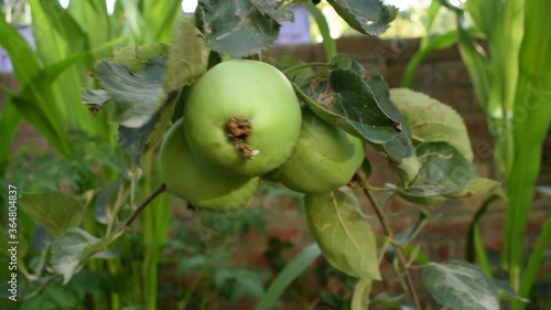 green apples on a tree.