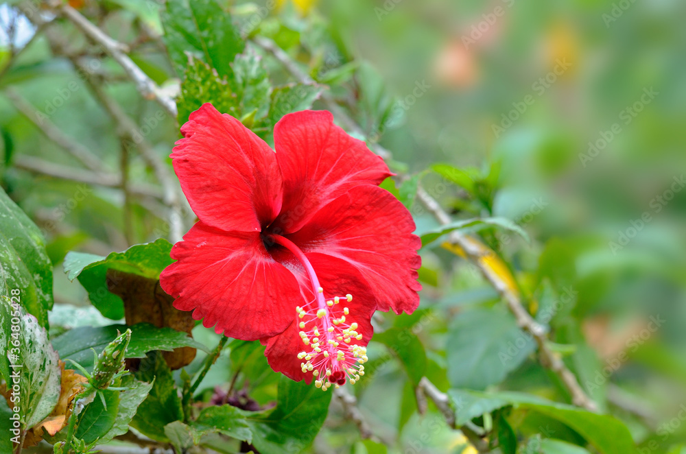 Hibiscus on On the leaf wall