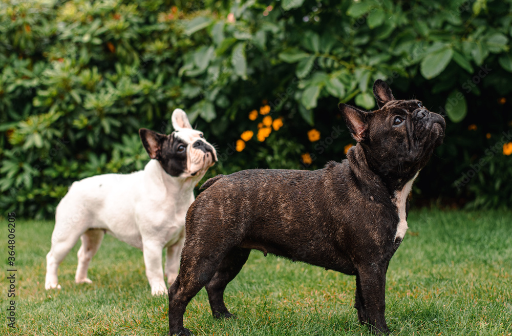 French Bulldog: Attention please