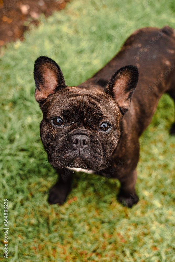 French Bulldog - Portrait 6
