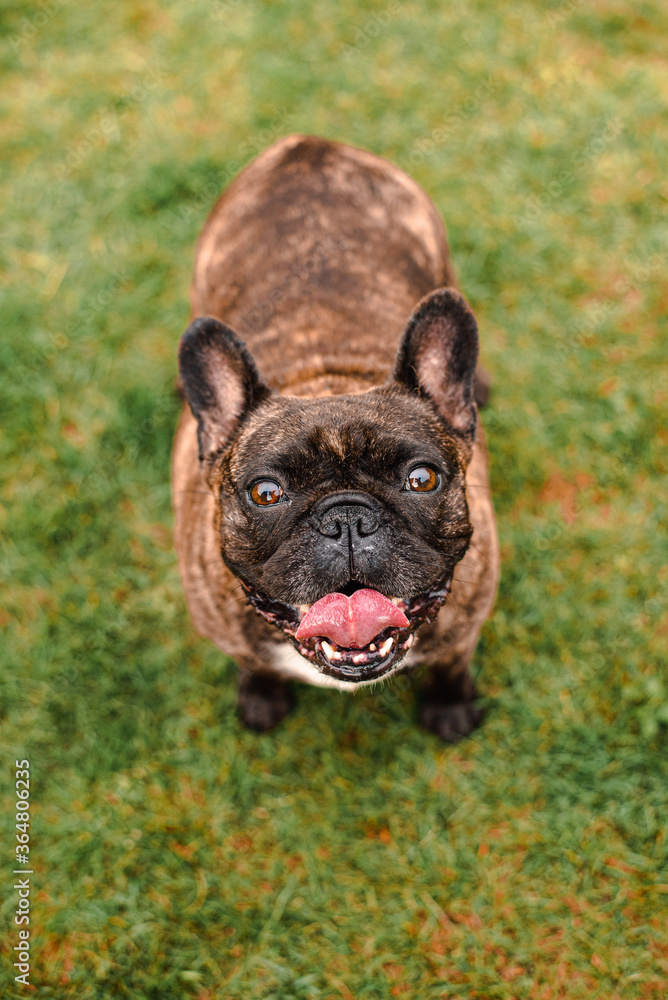 Fototapeta premium French Bulldog - tongue