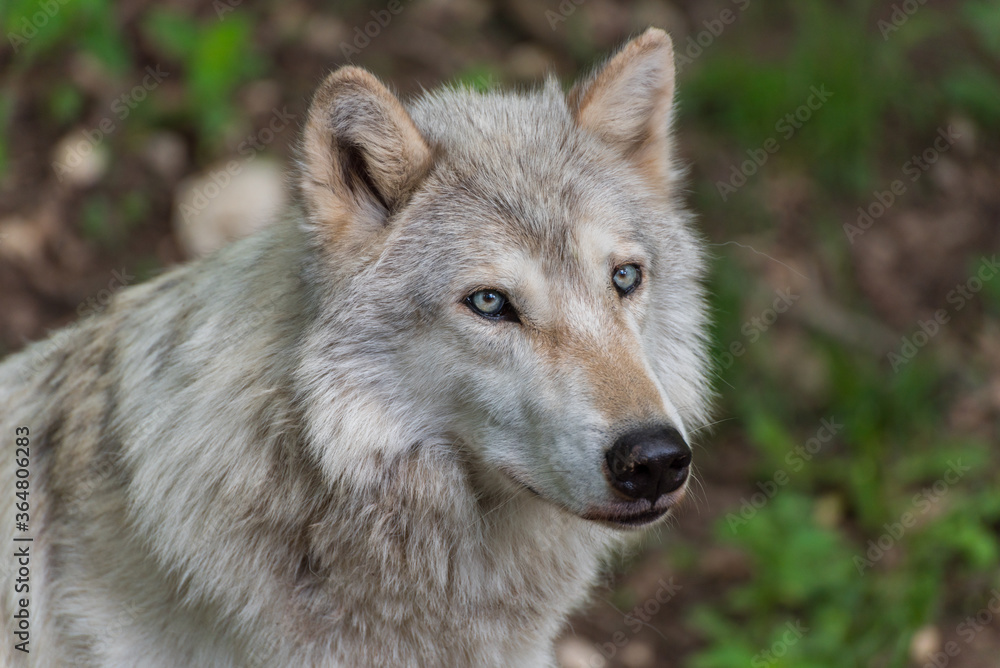 Fototapeta premium Wolf