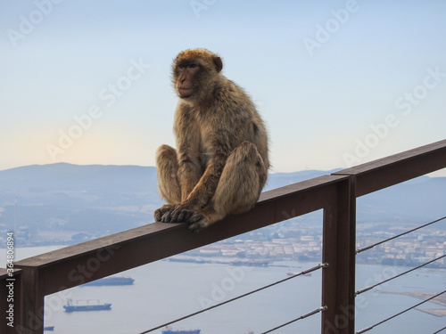 Barbary macaque in Gibraltar sitting on a porch.  © TOMASZ