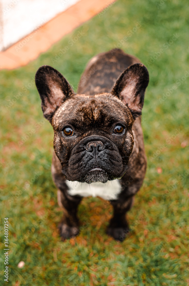 French Bulldog Portrait 6 French Bulldog Portrait 6