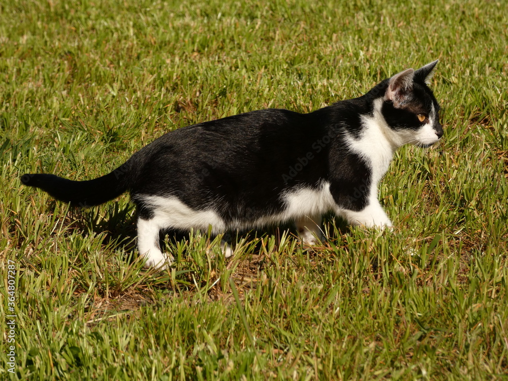 Black and white kitten walking on the grass