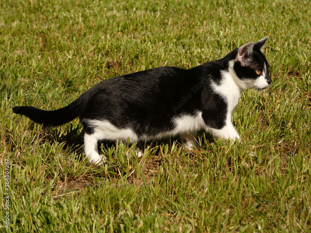 Black and white kitten walking on the grass Black and white kitten walking on the grass
