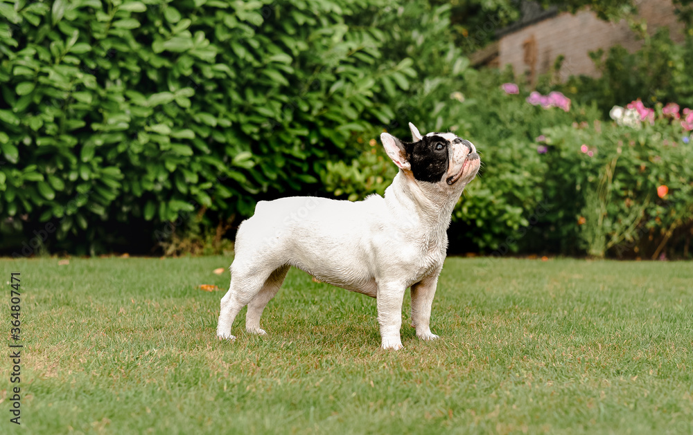 Obraz premium French Bulldog: standing 