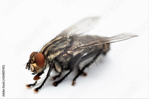 macro close up of fly