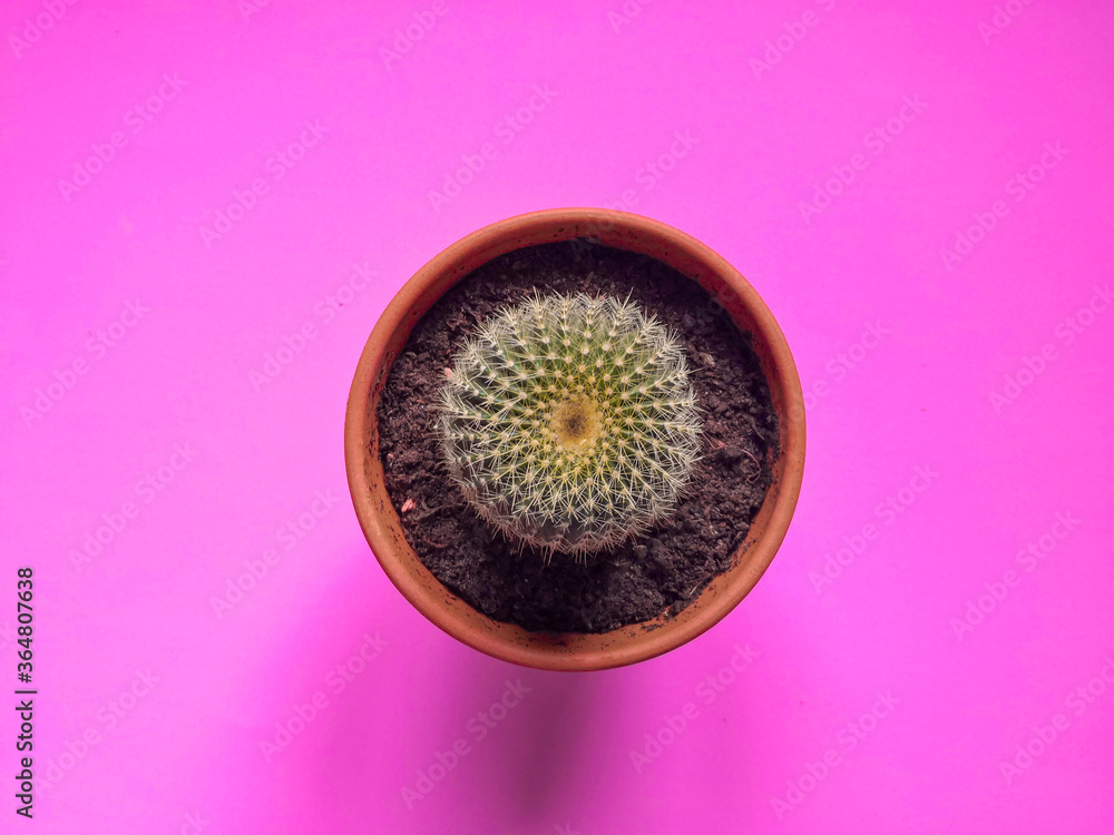 Small prickly cactus in terracota pot shot on pink surface. Top view, flat lay, from above. Botanical background. Small prickly cactus in terracota pot shot on pink surface. Top view, flat lay, from above. Botanical background.