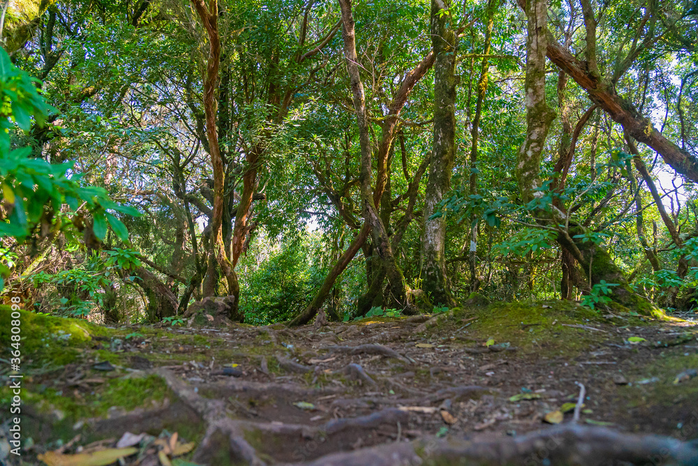 Forest and ground with roots in Anaga rural park, Tenerife, Spain Forest and ground with roots in Anaga rural park, Tenerife, Spain