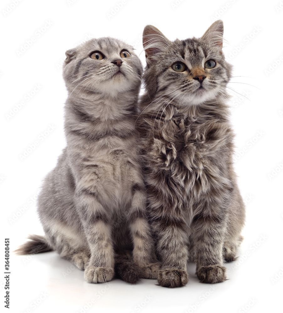 Obraz premium Two gray cats.