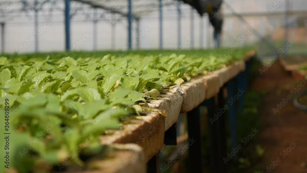 Sprouted young cabbage seedlings in a greenhouse. Farm theme. Seedlings of vegetable crops on an industrial scale Sprouted young cabbage seedlings in a greenhouse. Farm theme. Seedlings of vegetable crops on an industrial scale