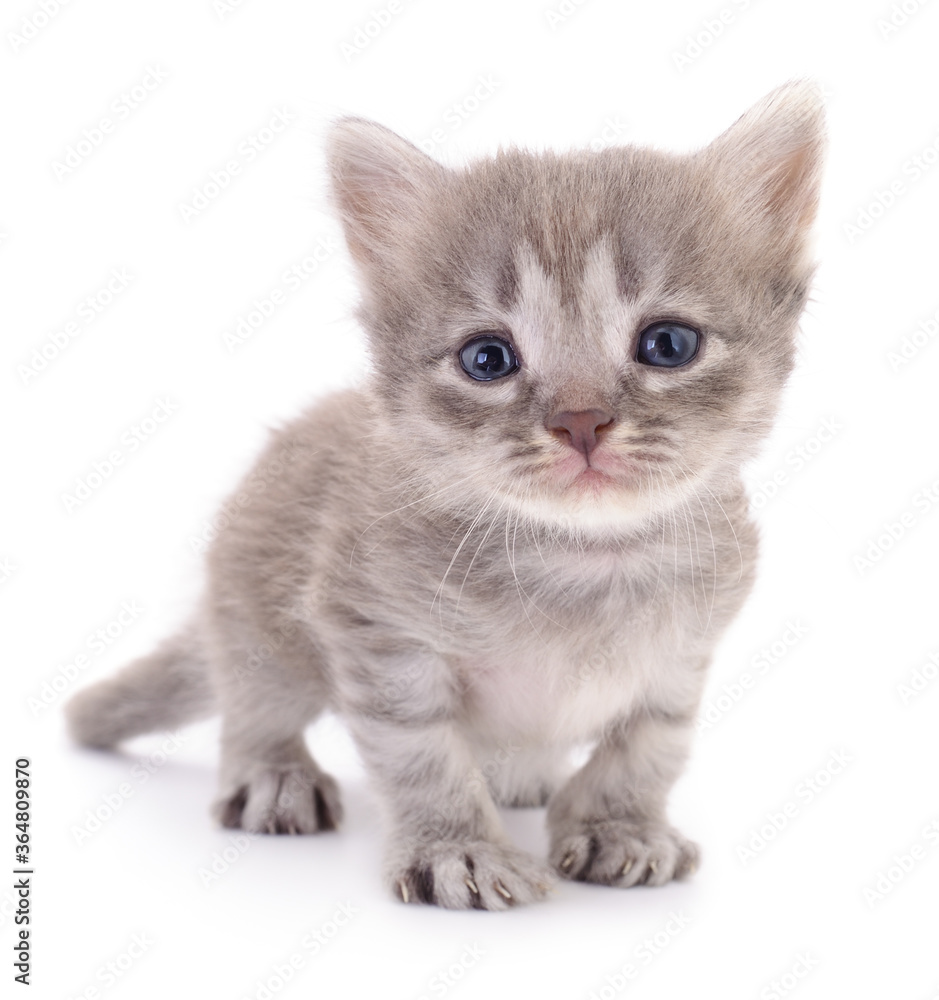 Kitten on white background.