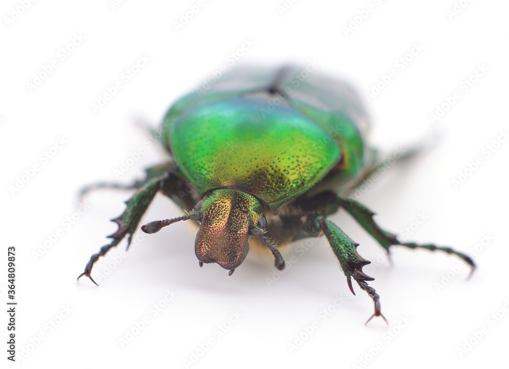 Green beetle isolated.