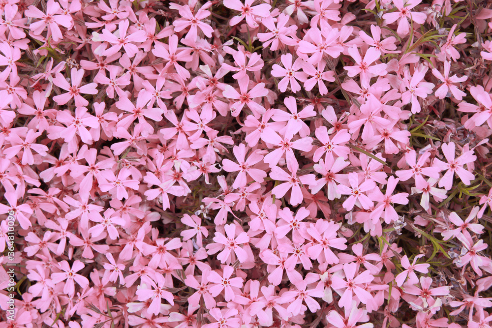 lot of small pastel pink flowers carpet