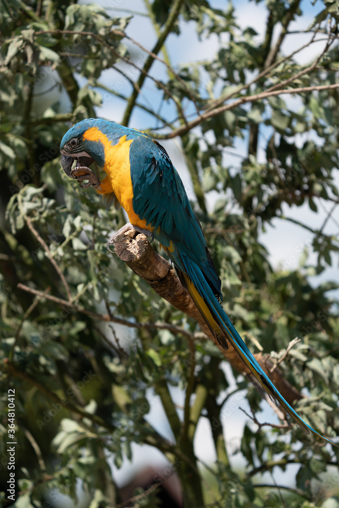 Portrait colorful Macaw parrot on a branch. This is a bird that is domesticated and raised in the home as a friend