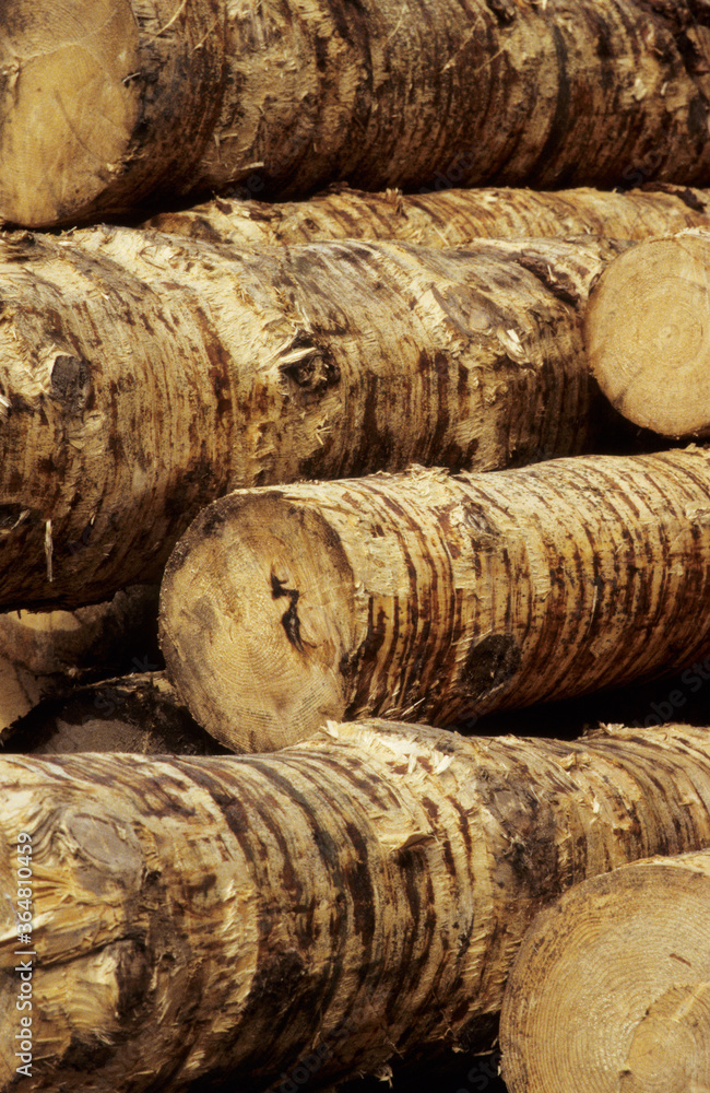 Tree trunks in stack. Bark peeled off. Lumber yard in Kirchbach Austria Tree trunks in stack. Bark peeled off. Lumber yard in Kirchbach Austria