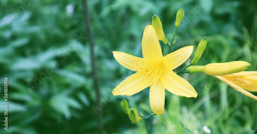 Yellow lily flowers on a green background. Summer concept. Selective focus.