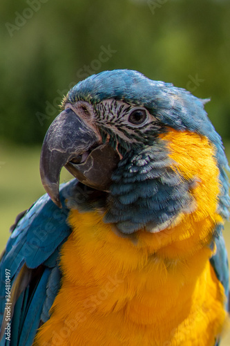 Portrait colorful Macaw parrot on a branch. This is a bird that is domesticated and raised in the home as a friend © vaclav