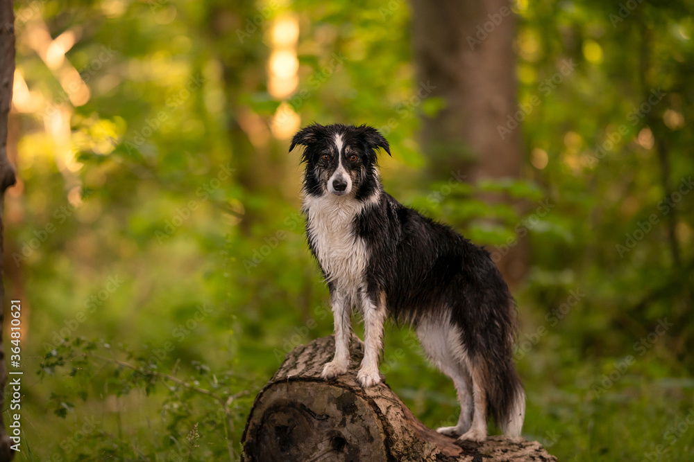 Nasser Hund Border Collie im Wald stehend auf einem Baumstamm