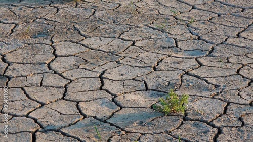 Salicornia europaea. Salt tolerant plants on cracked earth at the bottom of a dried salty estuary lake. Tuzlovsky estuaries, Black Sea photo