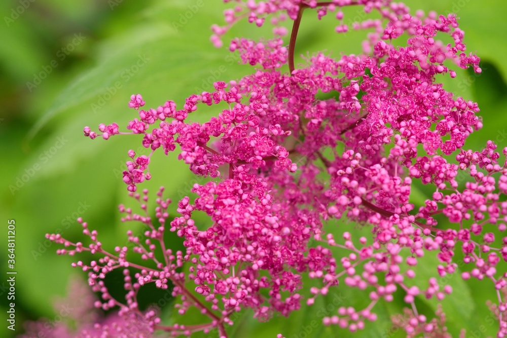 濃いピンクのキョウガノコ