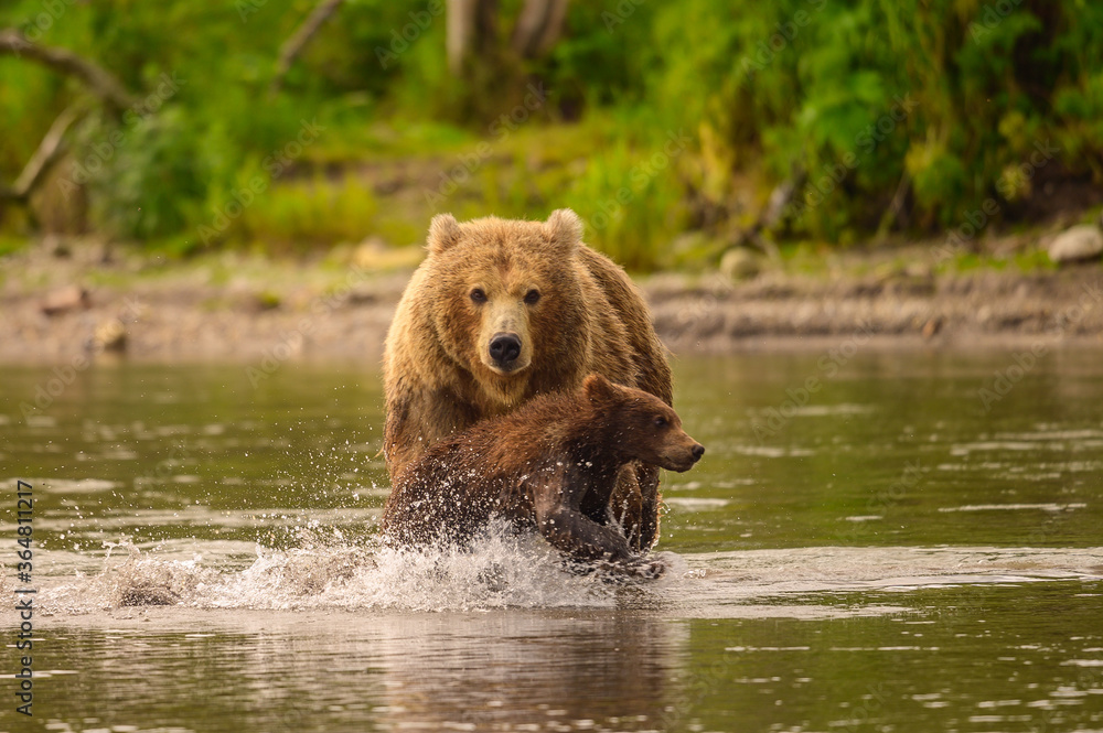 Ruling the landscape, brown bears of Kamchatka (Ursus arctos beringianus) Ruling the landscape, brown bears of Kamchatka (Ursus arctos beringianus)