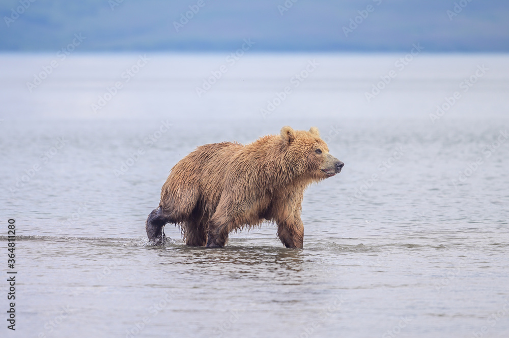 Fototapeta premium Ruling the landscape, brown bears of Kamchatka (Ursus arctos beringianus)