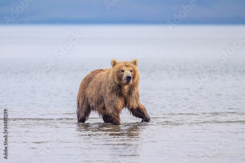 Rządząc krajobrazem, niedźwiedzie brunatne Kamczatki (Ursus arctos beringianus)