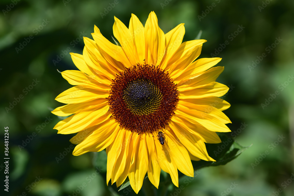 a yellow sunflower blooms against a green background in nature a yellow sunflower blooms against a green background in nature
