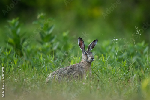 European wild rabbit on meadow