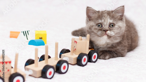 International Cat Day, 8th August, little kitten wiht a toy