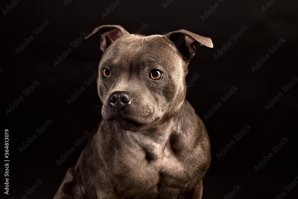 Portrait of gray Staffordshire Bull Terrier Puppy Dog on black background