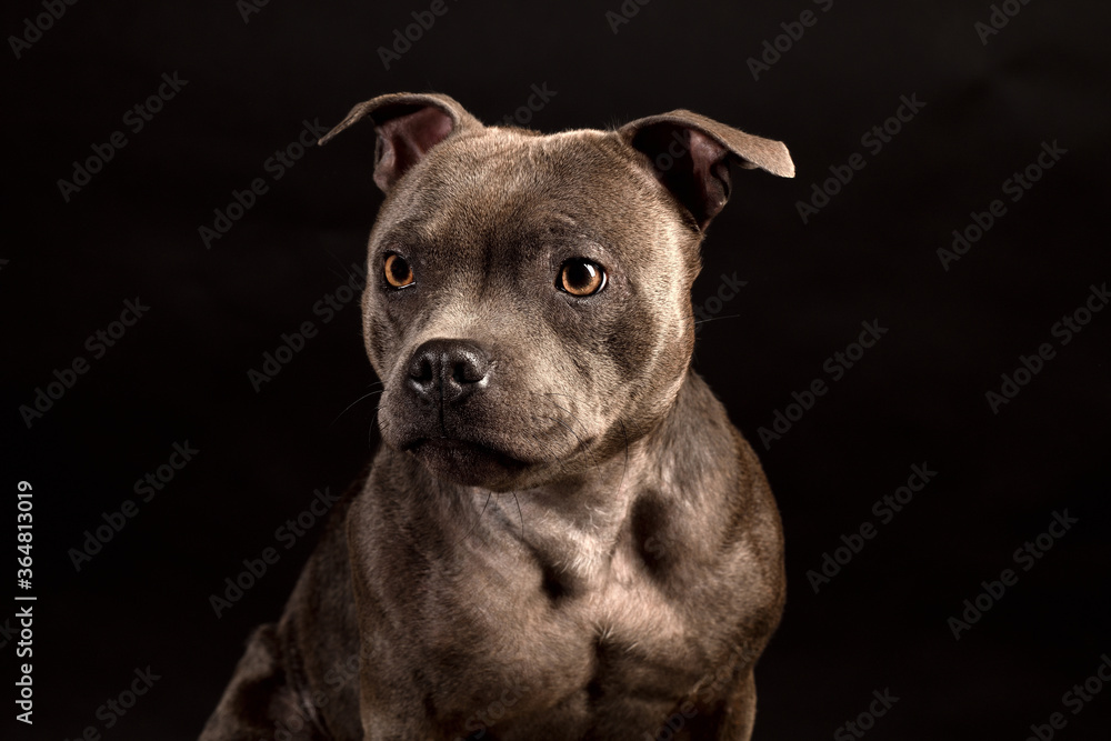 Portrait of gray Staffordshire Bull Terrier Puppy Dog on black background Portrait of gray Staffordshire Bull Terrier Puppy Dog on black background