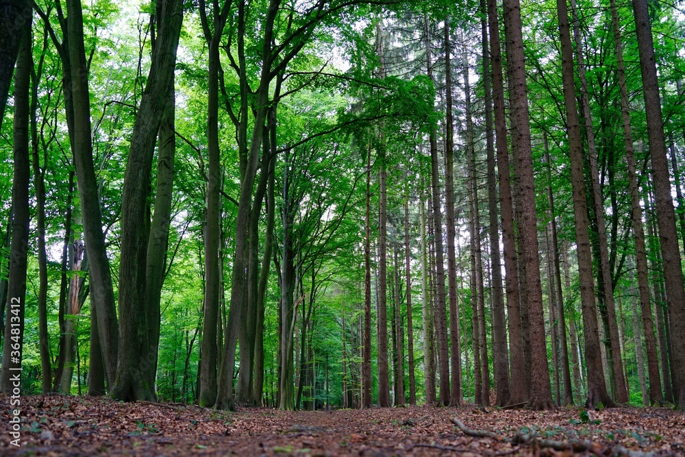 Fototapeta premium dirt track in the forest - view from ground