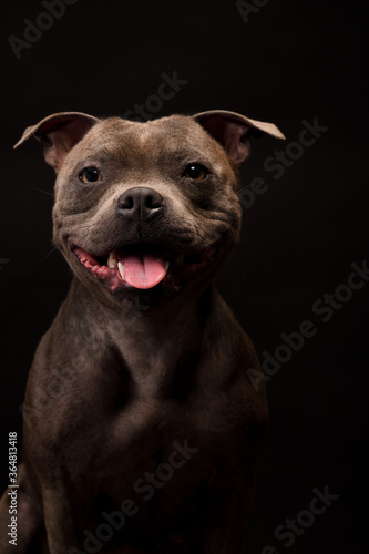 Crazy smiling gray Staffordshire Bull Terrier dog