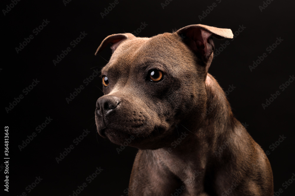 Portrait of gray Staffordshire Bull Terrier Puppy Dog on black background