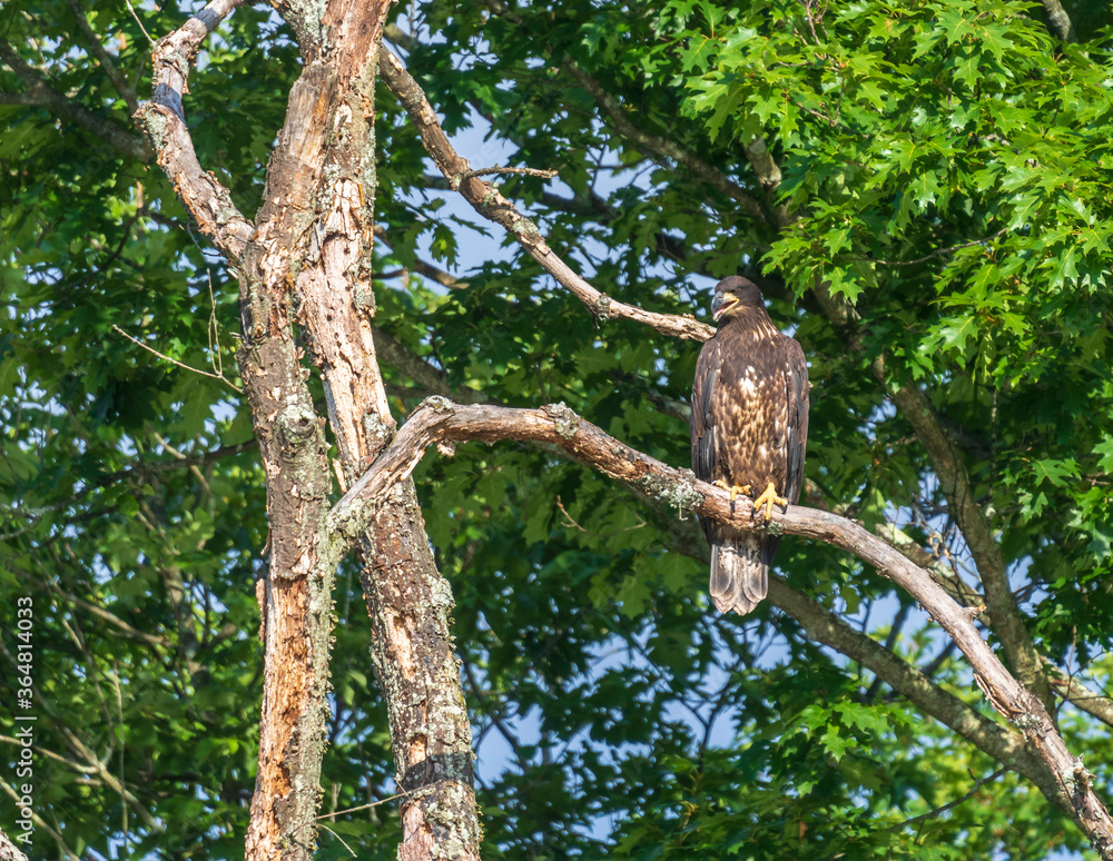 Juvenile bald eagle looking down while sitting on a dead tree branch Juvenile bald eagle looking down while sitting on a dead tree branch