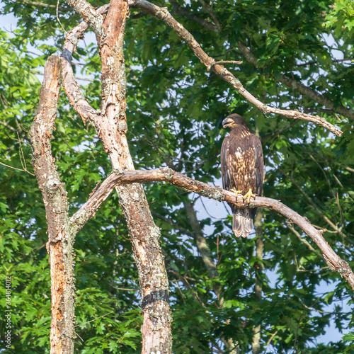 Juvenile bald eagle looking to the left while sitting on a dead tree branch