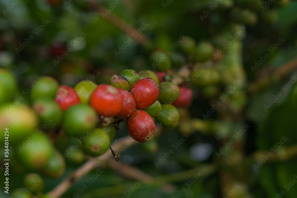coffee plant coffee plant