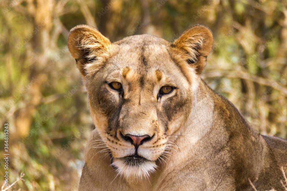 Female lion portrait close up Female lion portrait close up