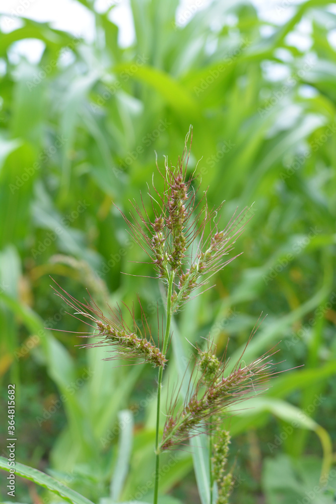 In the field, as weeds grow Echinochloa crus-galli In the field, as weeds grow Echinochloa crus-galli