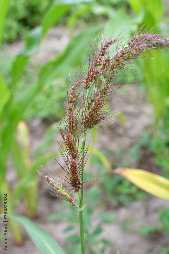 In the field, as weeds grow Echinochloa crus-galli In the field, as weeds grow Echinochloa crus-galli
