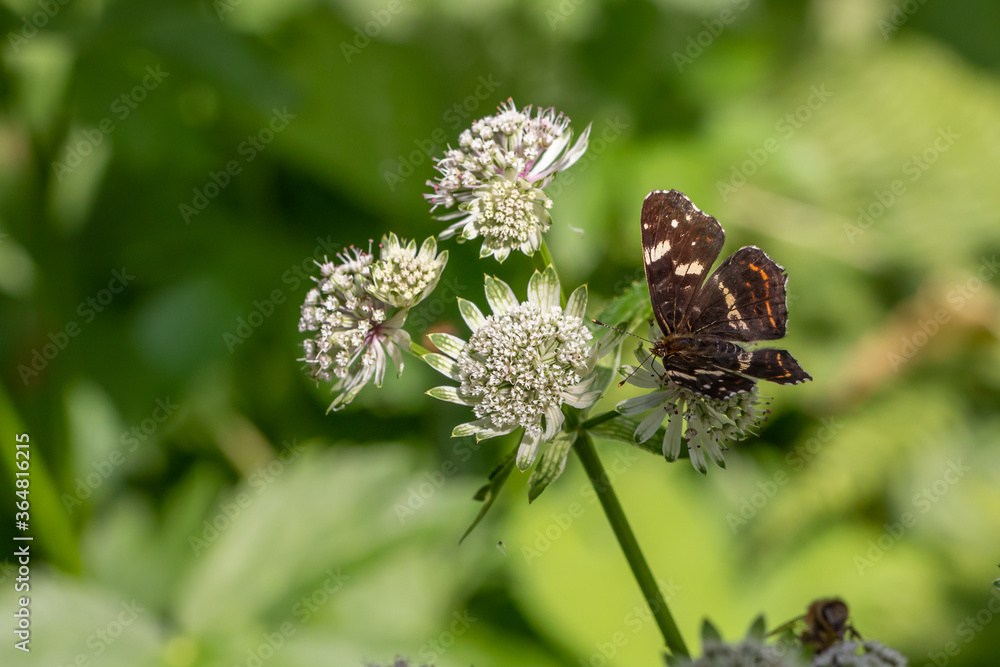 Landkärtchen ,Araschnia levana auf großer Sterndolde,Astrantia major