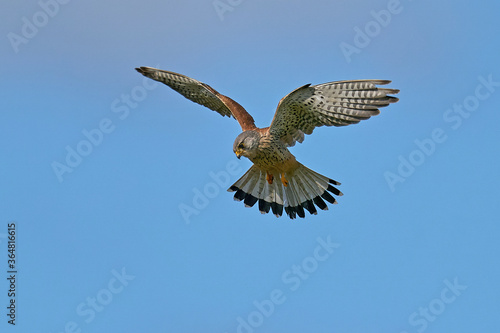 Common kestrel (Falco tinnunculus)