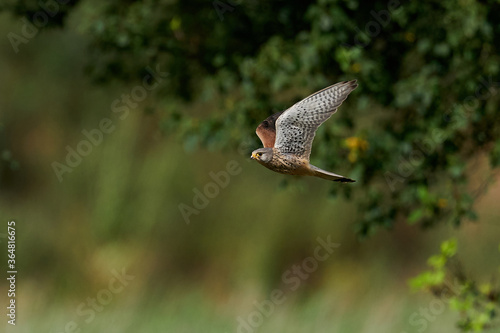 Common kestrel (Falco tinnunculus) © dennisjacobsen