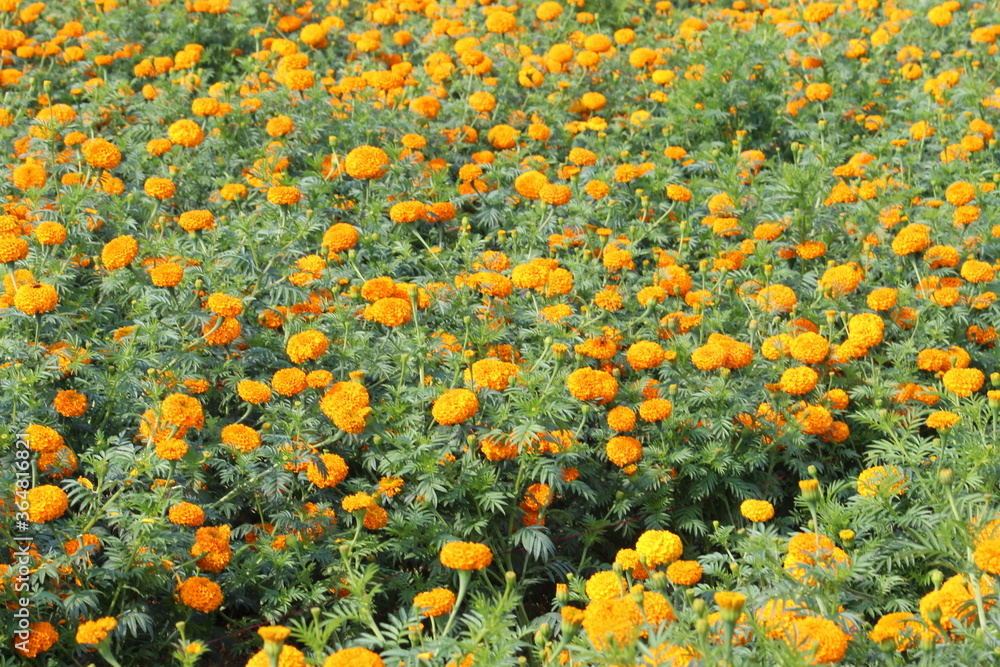 Yellow red beautiful Marigold plant and flowers farming on a village field. Green nature foliage background.