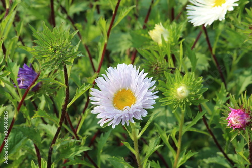 Colorful white Aster flower with selective focus. Green nature foliage background.