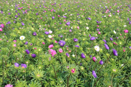 Colorful Aster plant and flowers farming on a village field. Green nature foliage background.